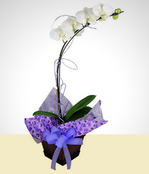 Orquídeas - Leve brisa