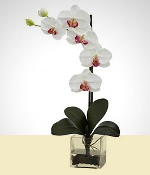 Orquídeas - Branco apaixonante