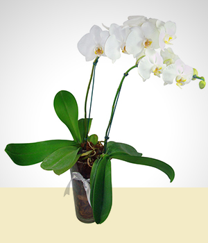 Orquídeas - Doce presença