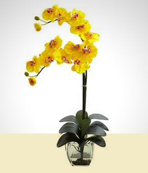 Orquídeas - Radiante