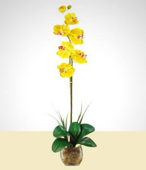 Orquídeas - Iluminada
